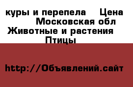 ,куры и перепела, › Цена ­ 350 - Московская обл. Животные и растения » Птицы   